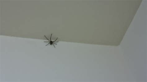 房間有大蜘蛛